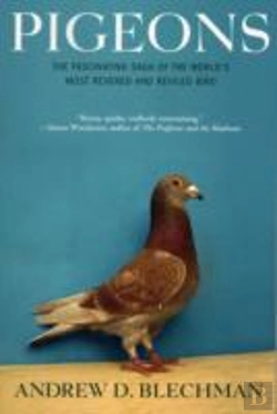 Bertrand.pt - Pigeons