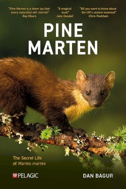 Bertrand.pt - Pine Marten