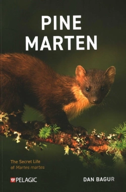 Bertrand.pt - Pine Marten