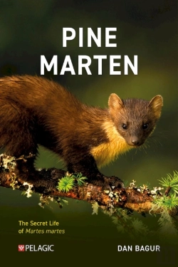 Bertrand.pt - Pine Marten