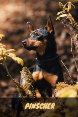 Bertrand.pt - Pinscher