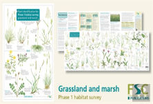 Plant Identification For Phase 1 Habitat Survey: Grassland And Marsh