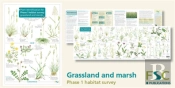Plant Identification For Phase 1 Habitat Survey: Grassland And Marsh