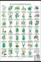 Plantas Medicinales Poster