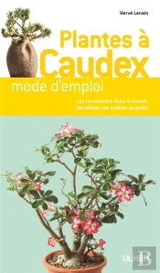 Plantes A Caudex