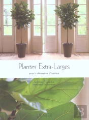 Plantes Extra Larges Pour La Decoration D'Interieur