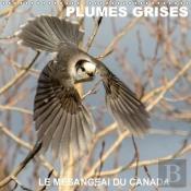 Plumes Grises Le Mesangeai Du Canada Calendrier Mural 2018 300 300 Mm Square
