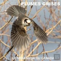 Bertrand.pt - Plumes Grises Le Mesangeai Du Canada Calendrier Mural 2018 300 300 Mm Square