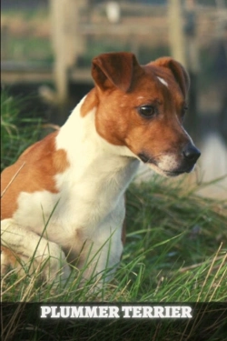 Bertrand.pt - Plummer Terrier
