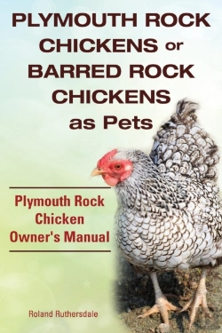 Bertrand.pt - Plymouth Rock Chickens Or Barred Rock Chickens As Pets. Plymouth Rock Chicken Owner'S Manual.