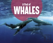 Pod Of Whales A