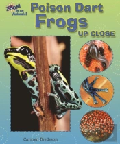 Poison Dart Frogs Up Close