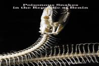 Poisonous Snakes In The Republic Of Benin