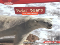 Polar Bears On The Hunt