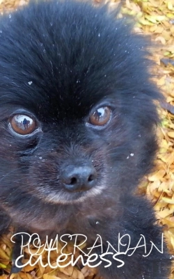 Bertrand.pt - Pomeranian Cutemess Journal