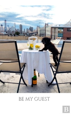 Bertrand.pt - Pomeranian Cuteness Be My Guest Book