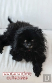 Pomeranian Cuteness Journal