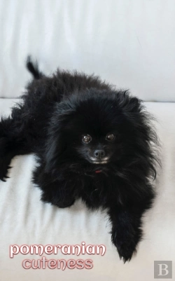 Bertrand.pt - Pomeranian Cuteness Journal