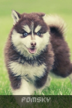 Bertrand.pt - Pomsky