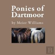 Ponies Of Dartmoor