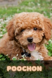 Poochon