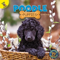 Bertrand.pt - Poodle Puppies