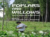 Poplars And Willows