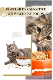 Popular Dry Sensitive Stomach Cat Foods