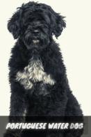 Portuguese Water Dog