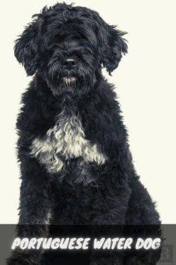 Bertrand.pt - Portuguese Water Dog