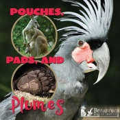 Pouches, Pads, And Plumes