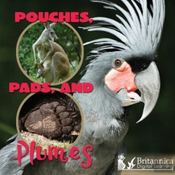 Bertrand.pt - Pouches, Pads, And Plumes