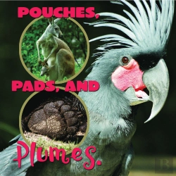 Bertrand.pt - Pouches, Pads, And Plumes