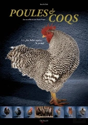 Poules Et Coqs