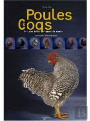 Poules Et Coqs