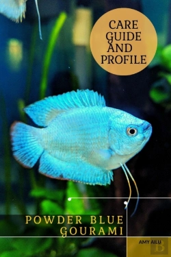 Bertrand.pt - Powder Blue Gourami