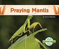 Praying Mantis