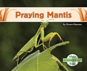 Praying Mantis