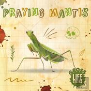 Praying Mantis