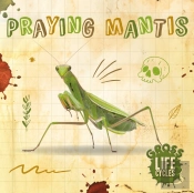 Praying Mantis