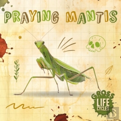 Bertrand.pt - Praying Mantis