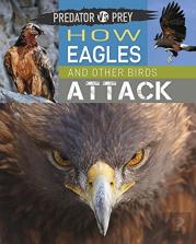 Predator Vs Prey: How Eagles And Other Birds Attack