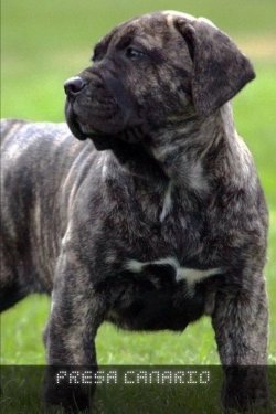 Bertrand.pt - Presa Canario