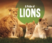 Pride Of Lions A