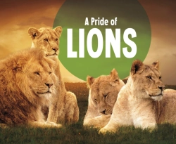 Bertrand.pt - Pride Of Lions A
