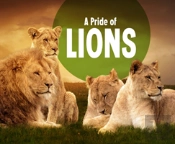Pride Of Lions A