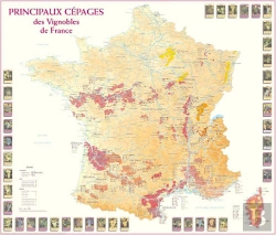 Bertrand.pt - Principaux Cépages Des Vignobles De France