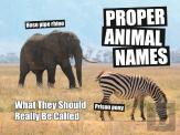 Proper Animal Names