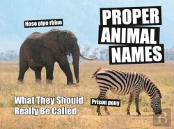 Bertrand.pt - Proper Animal Names