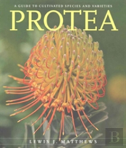 Protea